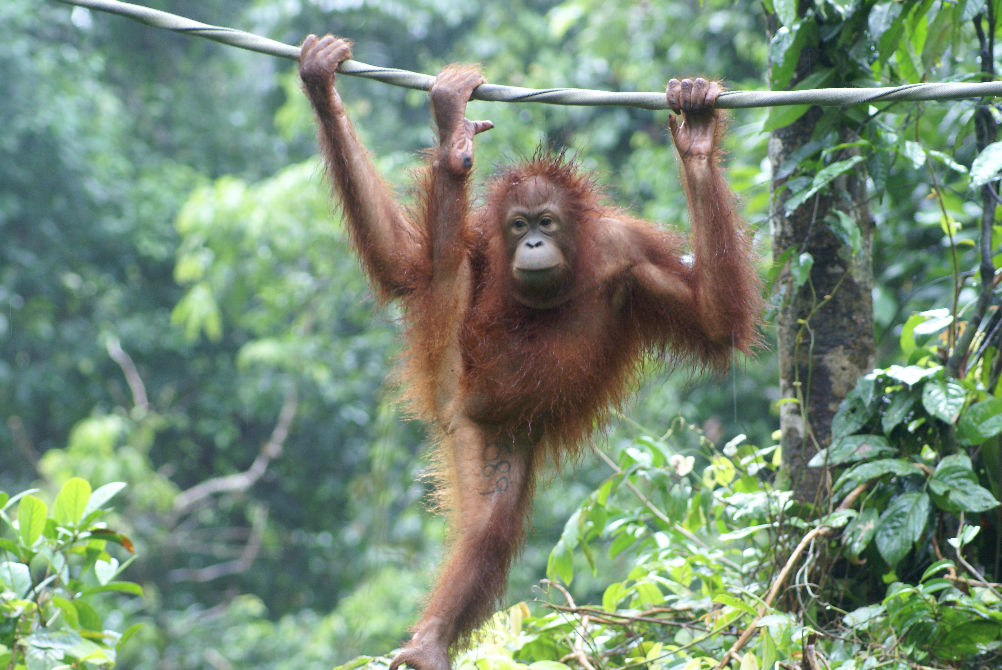 Шимпанзе передняя конечность. Обезьяна орангутанг. Орангутан и шимпанзе. Орангутанг обыкновенный. Орангутан хвост.